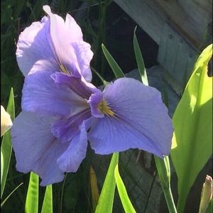 Meet your Posher, Iris